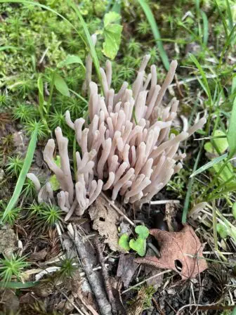 Smoky coral fungus is one of the many funky fungi responding to the recent rains.