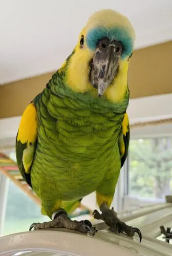 Fernando, safe at home (Photo provided)
