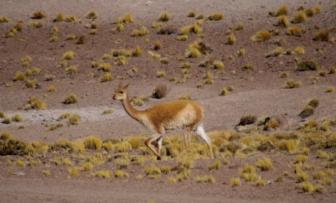 A vicuna in the desert of San Pedro