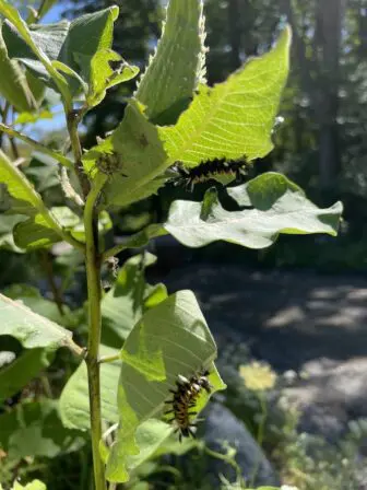 Tussock moth caterpillars have been busy eating leaves and growing fast for their next stage. Photo by P. Doan