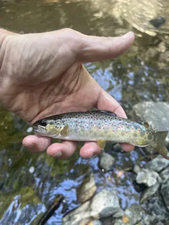 Asher holds the brown trout he caught in Clove Creek. Photos provided