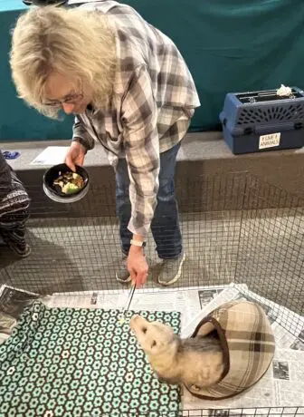 Maggie Ciarcia-Belloni, a wildlife rehabilitator, gives Oh Boy a treat.