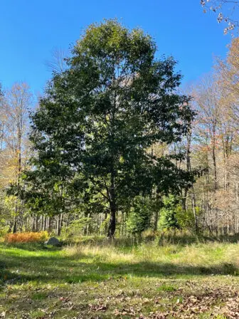 This is the red oak in my yard that I'm glad I didn't destroy by trying to transplant it 13 years ago. Photo by P. Doan