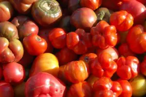 Heirloom tomatoes from Four Winds Farm