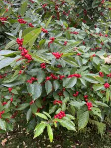 Winterberry (Ilex verticillata) can be pruned in winter or early spring without impacting its flower or fruit set. Photo by P. Doan