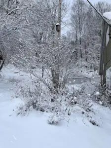 A snow-covered garden is lovely in winter and another reason not to cut back plants in the fall.