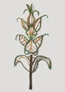 "Prunella Grandiflora Self Heal" (2022)