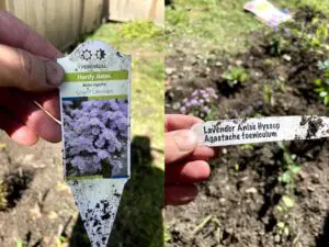 Unless you are familiar with a plant, avoid buying one without a tag that explains its growing requirements and features. Photos by P. Doan