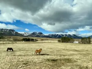 Icelandic horses in a typical landscape