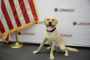 Putnam County’s two sheriff’s K9s, Harlin (pictured) and Mikey, are receiving bullet- and stab- resistant vests from the nonprofit Vested Interest in K9s. Each vest will weigh 5 pounds and be embroidered with the words “Honoring those who served and sacrificed.”