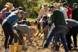 About 120 volunteers harvested sweet potatoes in Garrison. Photo by Ross Corsair