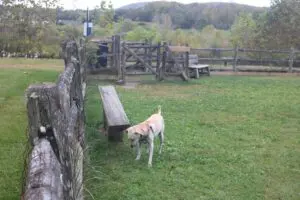 Philipstown operates a dog park at North Highlands Park on Route 9. Photo by M. Turton