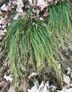 Pennsylvania sedge grows under a northern red oak Photo by P. Doan