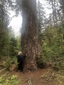 A hike last summer in Washington's Olympic National Forest, among cedar and fir trees up to 800 years old, was a moment of awe that will sustain me for a while. Photo provided