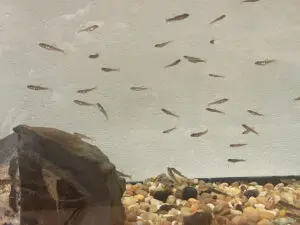 These brown trout are being raised at South Avenue Elementary to be released into Fishkill Creek.