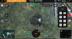 An image from Coyne’s drone shows Gracie at center, in white, settled in the exposedroots of a tree.