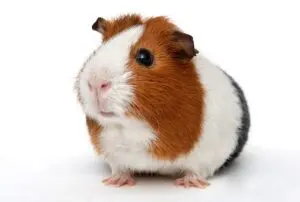 guinea pig on a white background
