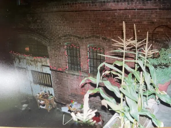 Roots and Shoots: Tallest Corn in Brooklyn