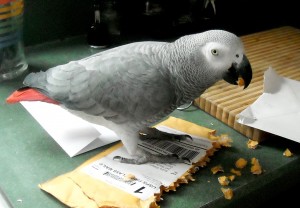 Mario-SuzieGilbert parrot-cropped