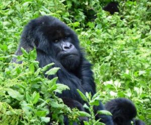 A Silverback Gorilla