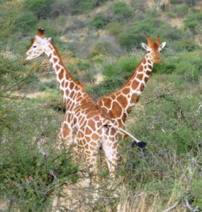 Giraffe's- goofy but fun to watch