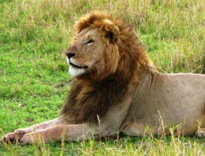 McIntyre saw Lions take down a zebra