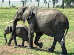 Never wear white near an elephant!