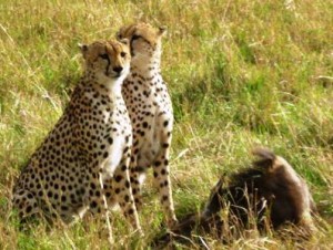 Two Of the Cheetah Brothers