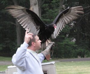 vulture