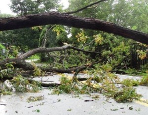 A fallen tree on Fair St. knocked out power in much of Cold Spring