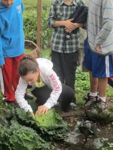 Carefully taking the outer leaves off a savoy cabbage.