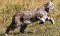 Philipstown's Wild Side: The Bobcat Philipstown's Wild Side: The Bobcat