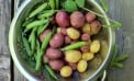 Mouths to Feed: Hello, Potatoes Mouths to Feed: Hello, Potatoes