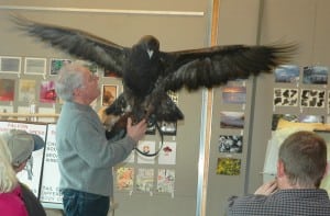 Golden Eagle