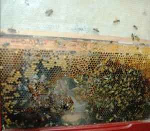 Some of Katie Robertson’s bees