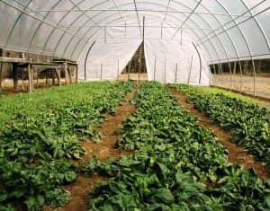 The winter garden at The Garrison