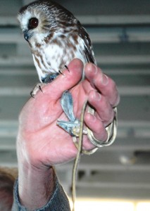 saw whet owl