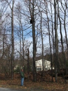 Carl Heitmuller recently spotted a bear high up in a tree near where he lives. Photo courtesy Carl Heitmuller