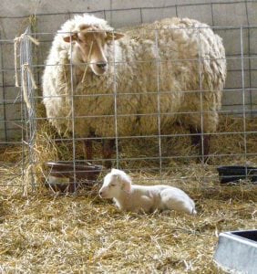 Newborn lambs give way to spring at Glynwood Farm.