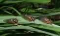 Sing – Fly – Mate – Die (Video) Sing – Fly – Mate – Die (Video)