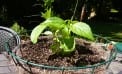 Roots and Shoots: When It’s OK to Kill a Plant Roots and Shoots: When It’s OK to Kill a Plant