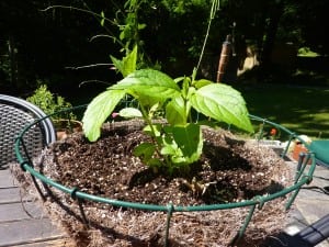 Leftover hydrangea, ready to start a new life