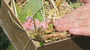 Purple martin chicks -- less than a day old.