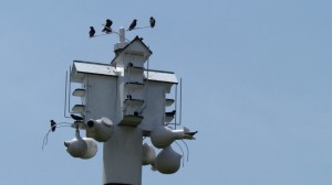 The 'T-14' can house up to 20 purple martins.