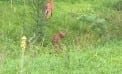 Roots and Shoots: Birth Control For Deer Roots and Shoots: Birth Control For Deer