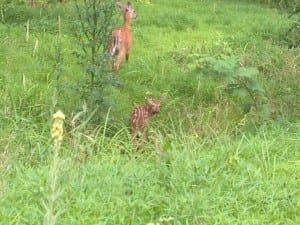 Co-existing with deer (Photo by P. Doan)