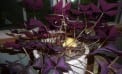 Roots and Shoots: Living in Peace With Mushrooms and Pests Roots and Shoots: Living in Peace With Mushrooms and Pests