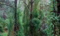Roots and Shoots: More on Invasive Plant Issues Roots and Shoots: More on Invasive Plant Issues