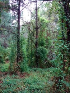 Mile-a-minute weed covers an area in a forest. Leaves are triangle-shaped and distinctive. Source: Wikimedia