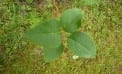 Roots and Shoots: Plant a Tree for Science Roots and Shoots: Plant a Tree for Science